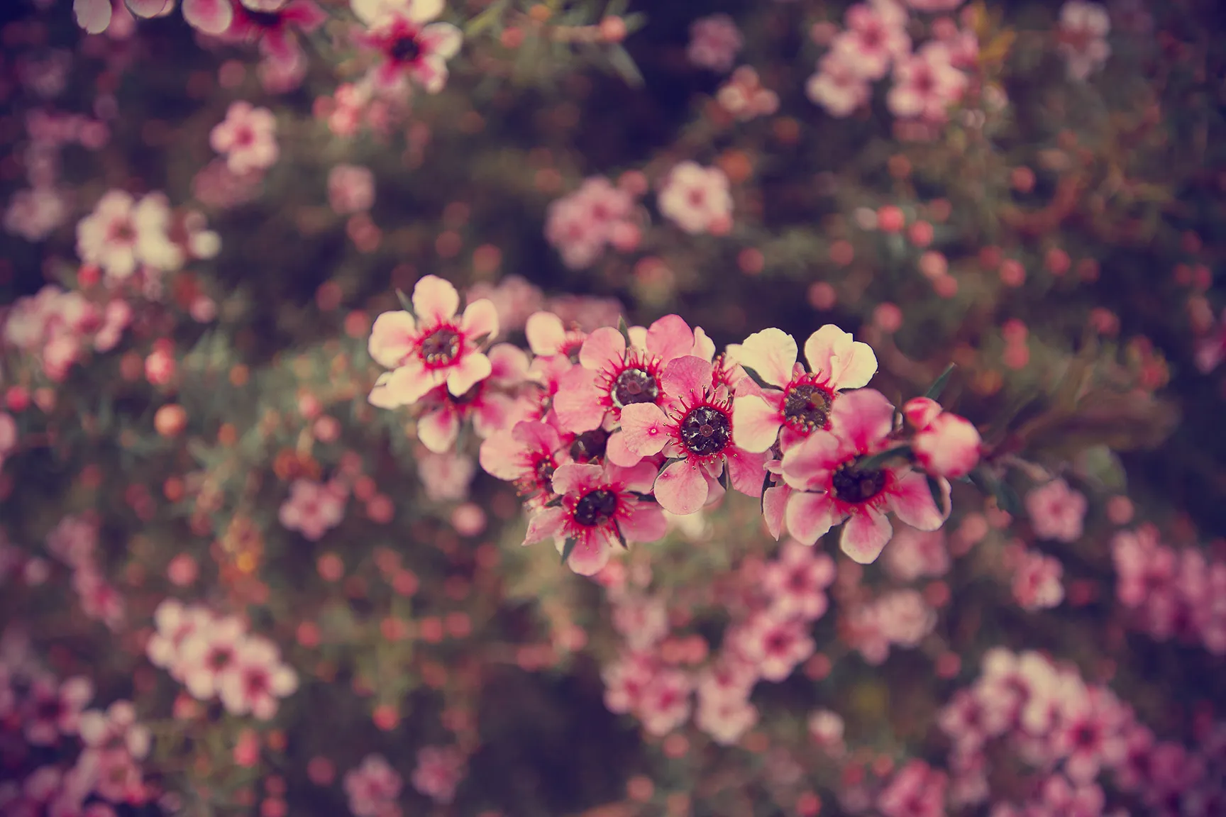Matrimonios Subheader Banner